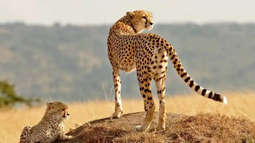 不占据优势,陆地动物奔跑速度冠军是猎豹,人类几乎跑不过任何四足动物