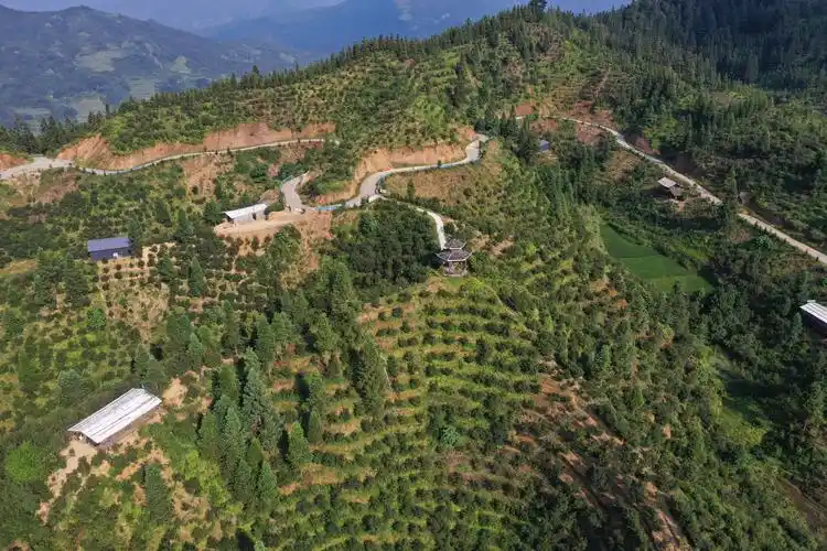 从江县斗里镇台里村千亩油茶基地(无人机照片吴德军摄)