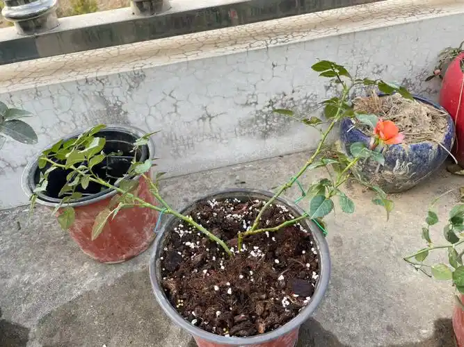 月季成长过程记录