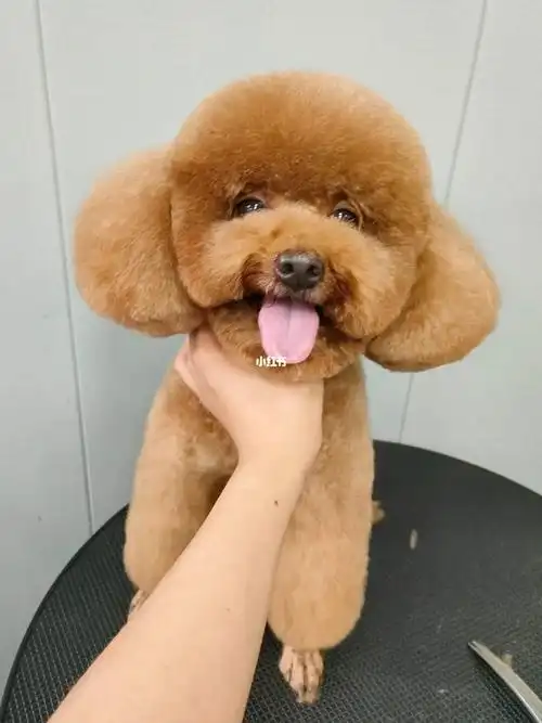 宠物美容|贵宾假耳毛萌系造型98