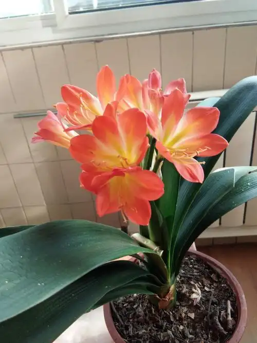 新栽培的君子兰开花了一一2019年6月3日