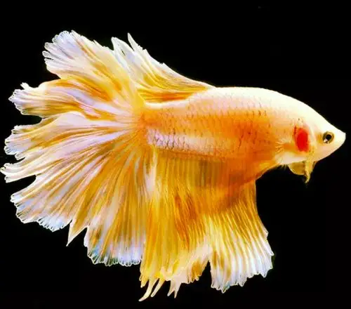 其它 鱼姿 写美篇我最喜欢的鱼,鱼姿优美各种各样,天然的美姿,诱惑