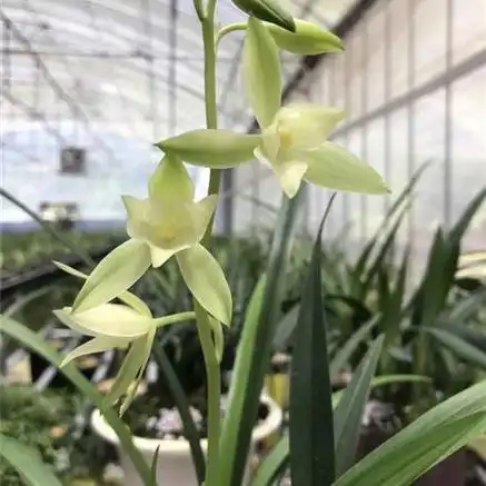 建兰传统名品七仙女2苗 - 兰花交易网