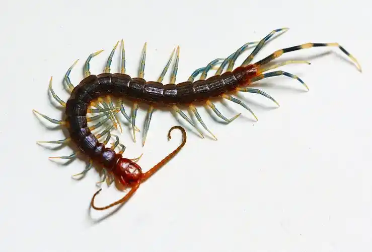 这应该是蜈蚣吧