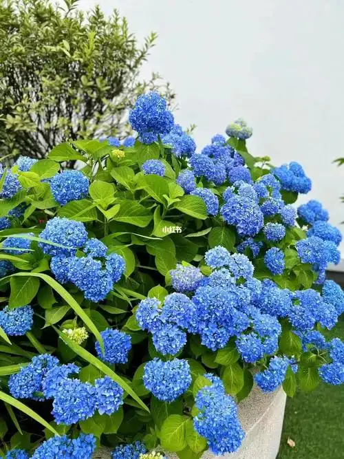 园区里的蓝色绣球花