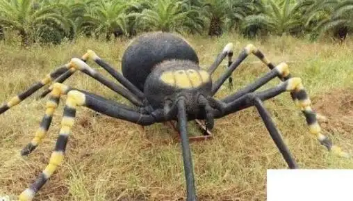 世界上最大的蜘蛛,比成年人拳头还大(凶残捕食) - 我要新鲜事