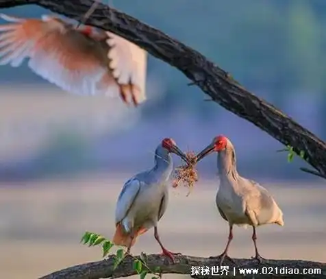 日本国宝是什么动物,朱鹮(其阿拉丁学名直译为日本)