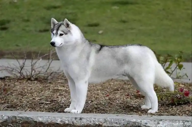并且,西伯利亚狼是西伯利亚雪橇犬哈士奇(hasky)祖先.
