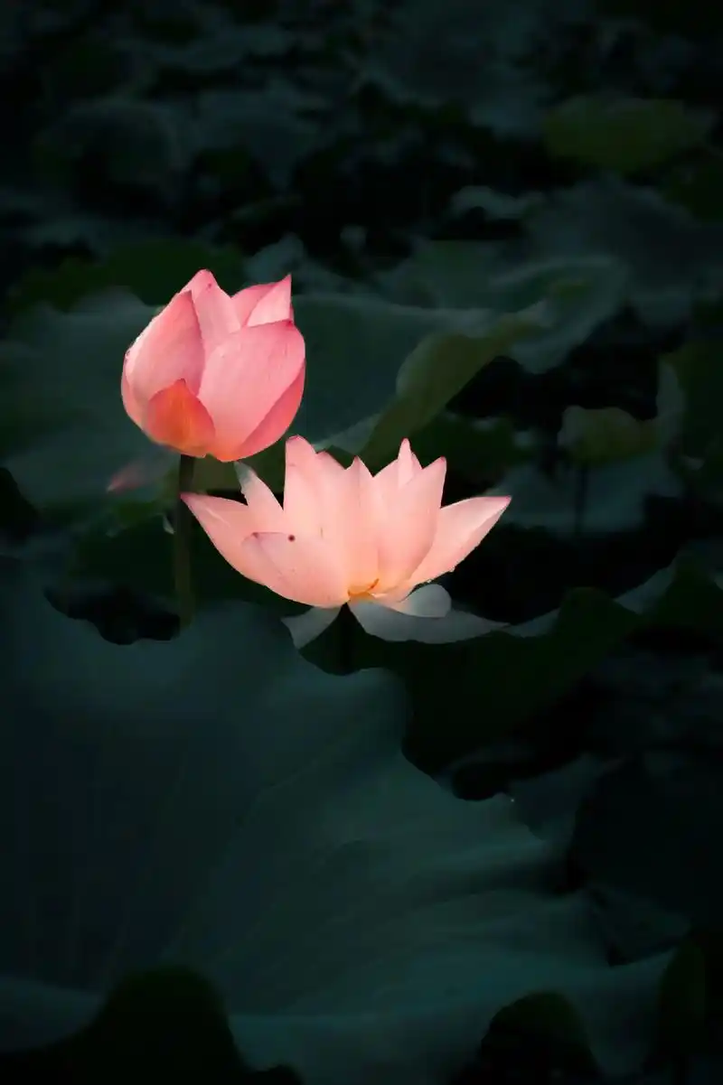 "接天莲叶无穷碧,映日荷花别样红"#荷塘美景 #摄影 #每一 - 抖音