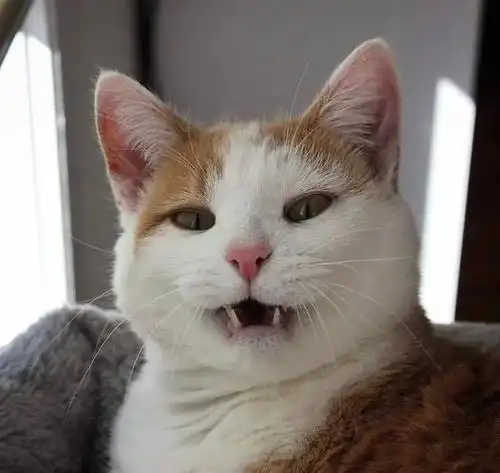 有些猫笑起来,咋就那么尴尬呢