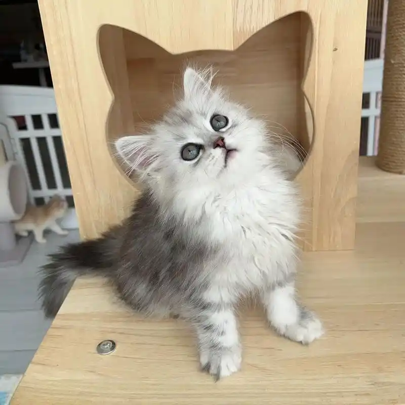 长毛银白高地猫 银白高地妹妹 长毛猫 两个半月的