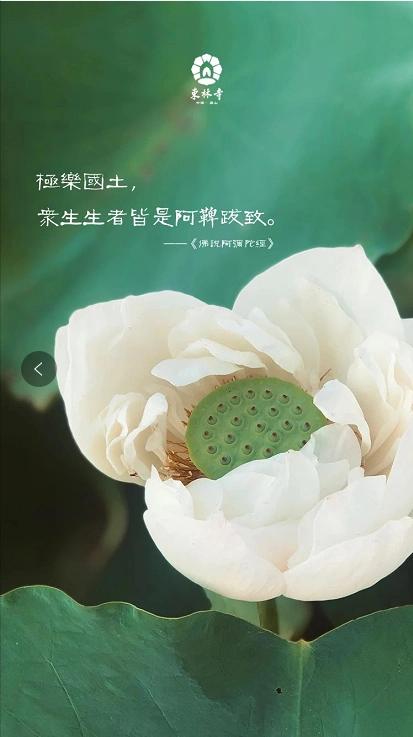 法华经的善根一旦启动就停不下来因为它是你本来有的净界法师妙法莲华