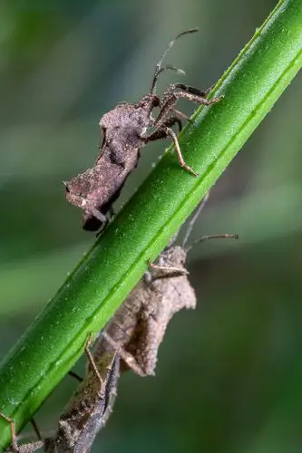 有点重口味的害虫,胆小勿入蝽蟓#辣鼻虫#昆虫#微距#害虫 - 格林君-海