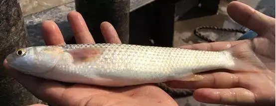 温州土生土长的90种淡水鱼保证有你不认识的