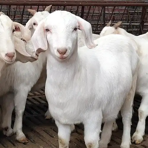 【纯种萨能奶山羊价格 怀孕母羊高产奶山羊成年奶山羊