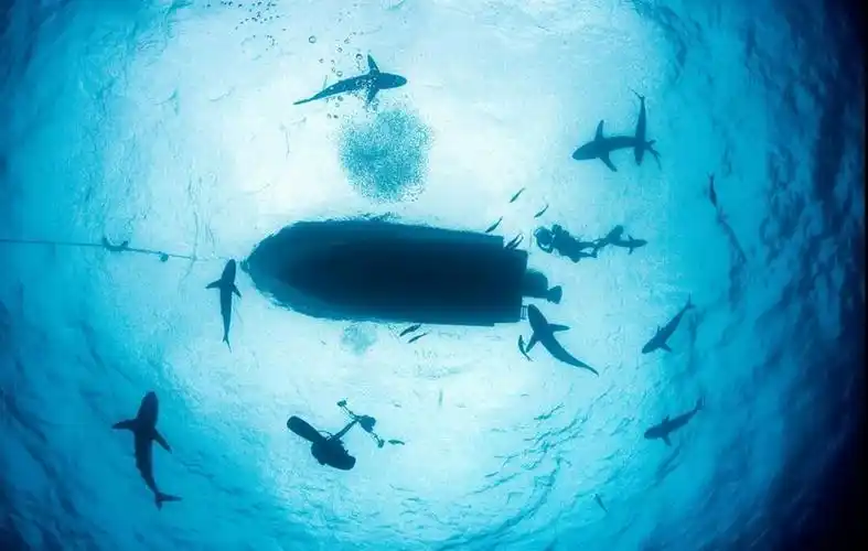 盘点深海下的巨型生物 恐怖又奇幻