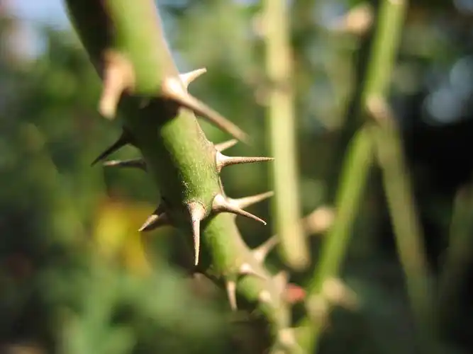 情人节的礼物"带刺的玫瑰花"