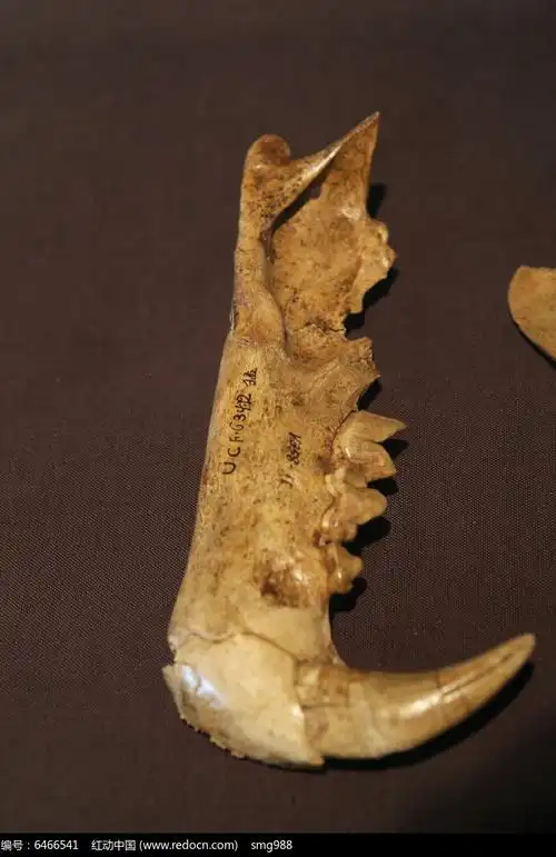 周口店遗址豹下颌骨