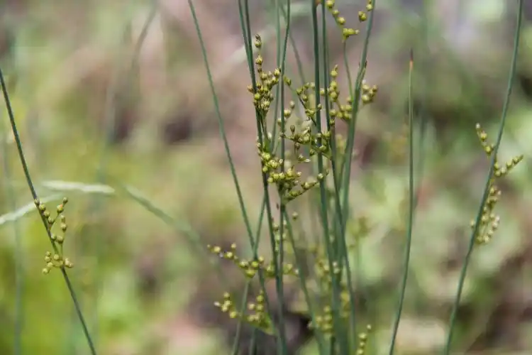 庆元植物1434灯心草科灯心草属野灯心草