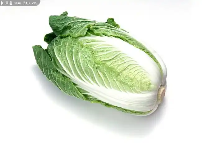 芽白高清图 大白菜大图