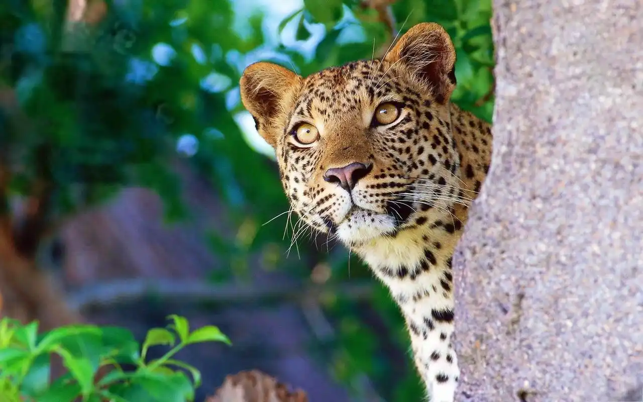 花豹图片壁纸-动物壁纸-高清动物图片-第4图-娟娟壁纸