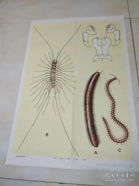 挂图全2幅 蜈蚣及其生活习性 常见的多足纲动物.