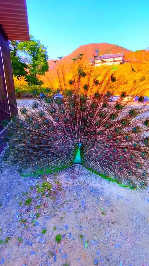 神奇动物在这里#带你看孔雀的日常,可爱的小孔雀你喜欢吗