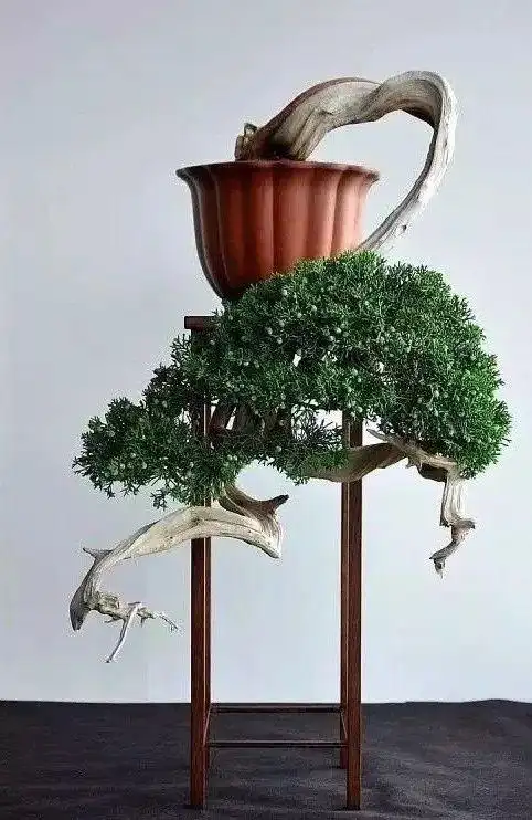 鬼斧神工赏盆景之十六:悬崖式盆景