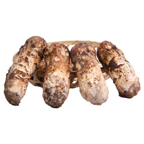 味巴哥新鲜香格里拉鲜松茸菌云南特产菌500g新鲜蘑菇5-7cm