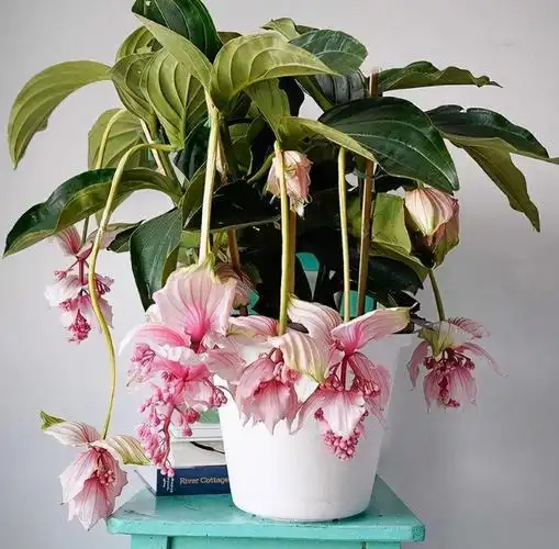 耐阴的室内花卉有哪些(特别耐阴室内养最合适的花)-图5