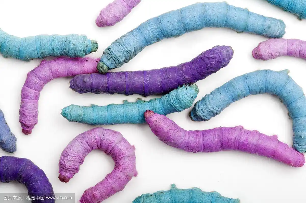 彩色蚕宝宝,蚕,幼虫,昆虫