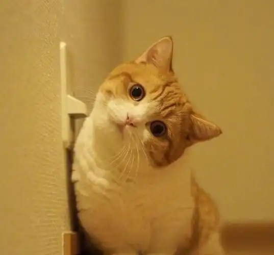 还记得曾经风靡一时的歪头杀表情包吗?