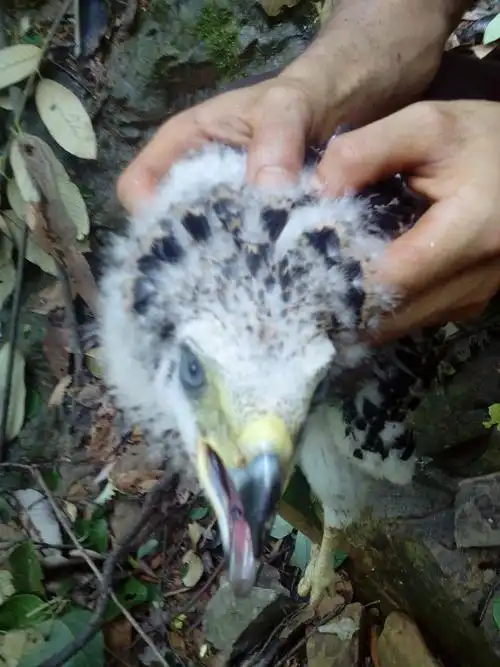 这是幼鸟体重2.3斤,请问这是什么鹰