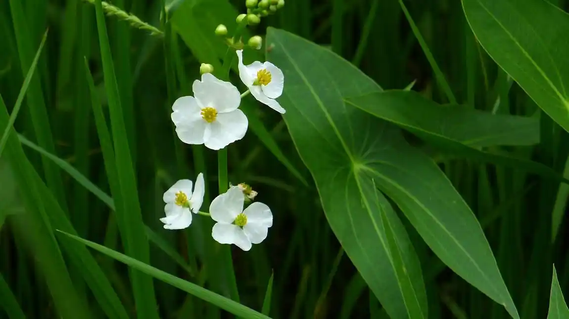 这几种常见的水生植物,好养易活,你养了几种?