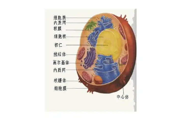 植物和动物细胞亚显微结构模式图