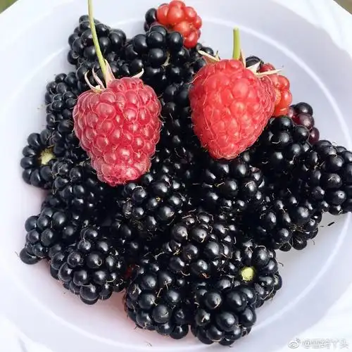 冷冻黑莓 1kg 新鲜速冻黑莓酱榨果汁 blackberry 新鲜水果