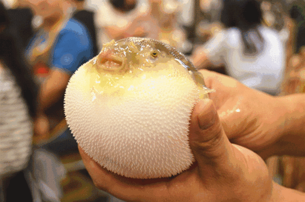 一朝食得河豚肉终生不念天下鱼