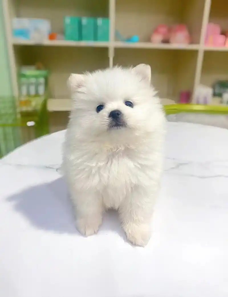 小型犬里面的颜值担当超漂亮小博美