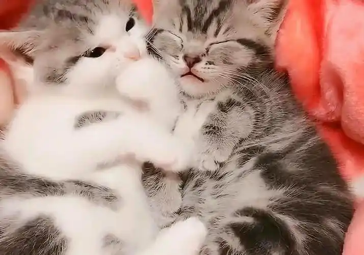 超萌喵星人,两只呆萌小猫咪黏在一起,太可爱了!