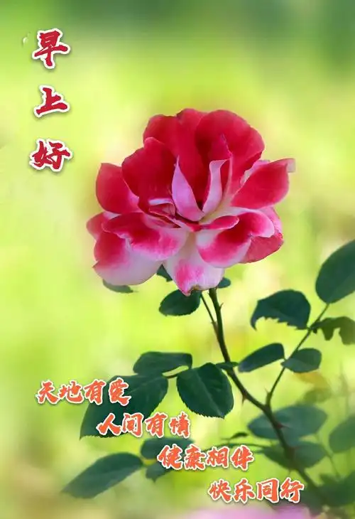 新的一天早上好! - 美篇