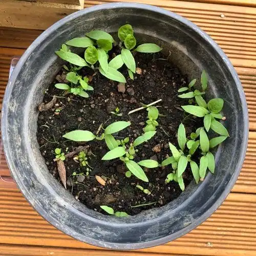 自己培育的茄子苗