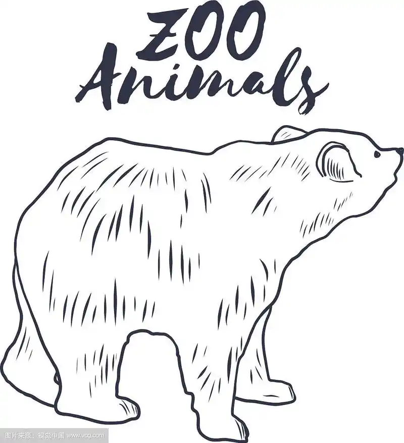手绘熊素描野生动物