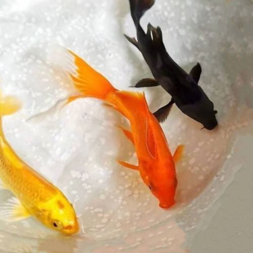 金鱼活鱼观赏鱼黄金锦鲤长尾冷水鱼淡水鱼黑金好养凤尾金色锦鲤鱼