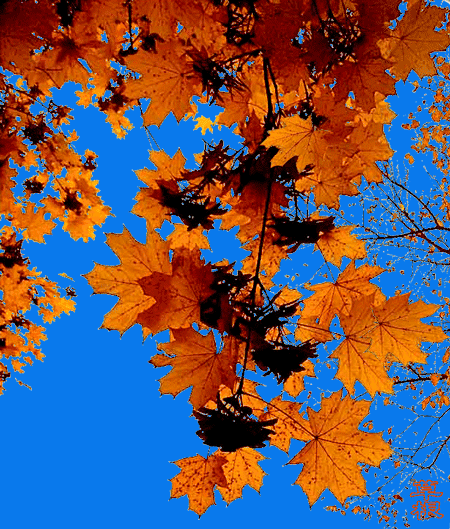 名家朗诵林如朗诵落叶作者舒婷