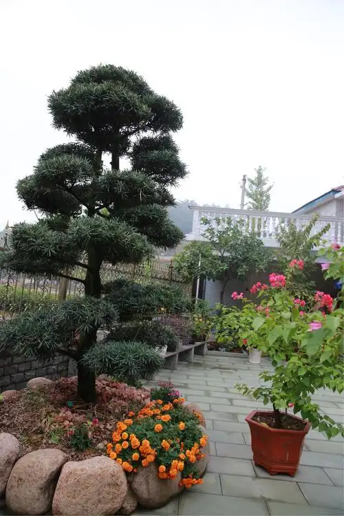 庭院绿化自然宜人.