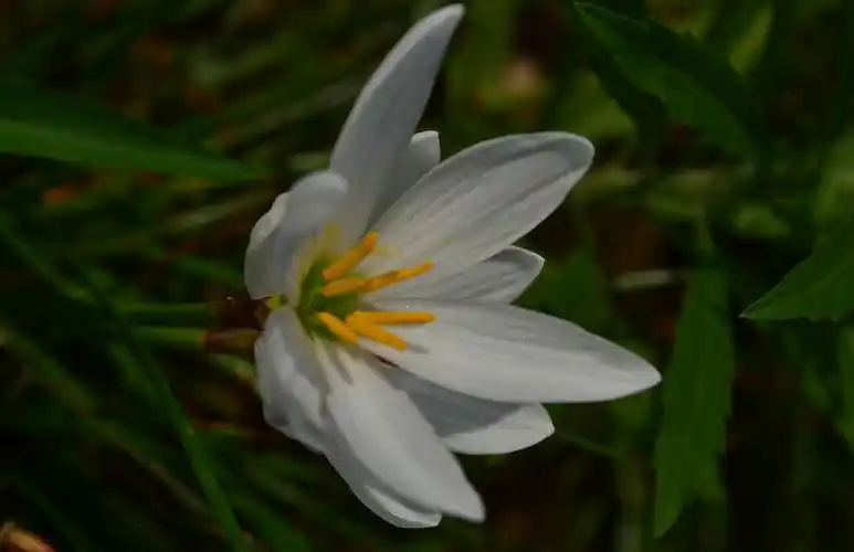 白色石蒜花图片花卉鲜花花朵石蒜花