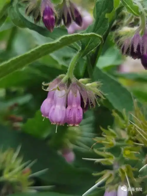 紫草科花卉:滨紫草及其他