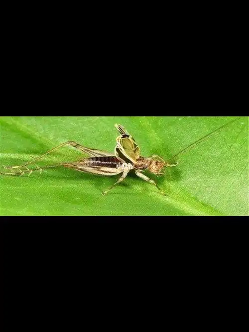 金铃子又叫做蛣蛉,唧蛉子,是属于蟋蟀科的一种小鸣虫,它的身体比较的