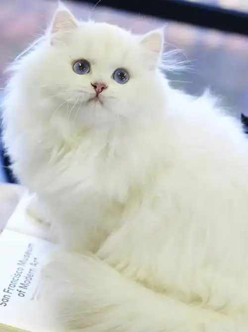 玉树临风的翩翩公子高地长毛猫