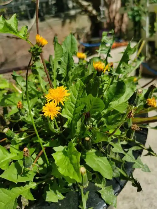 蒲公英,黄鹌菜,鹅肠草,马兰头,苦苣菜原来当杂草处理掉的都是宝贝啊